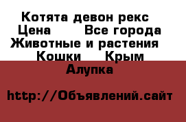 Котята девон рекс › Цена ­ 1 - Все города Животные и растения » Кошки   . Крым,Алупка